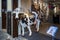 Large life size model of dairy cow with umbrella outside shop in Puerto de la Cruz, Tenerife, Spain