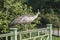 A large light-colored peacock stands on a green railing on a bridge