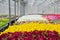 Large light greenhouse with a lot of seedlings and flowers. Red, yellow and green plants.