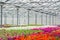 Large light greenhouse with a lot of seedlings and flowers. Red, yellow and green plants.