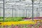 Large light greenhouse with a lot of seedlings and flowers. Red, yellow and green plants.