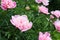 Large light pink buds of a peony flower in summer