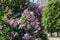 Large lilac bush