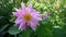 Large lilac flower with yellow middle