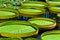 Large Lilly Pads Floating