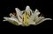 Large lily flowers with raindrops on a dark background