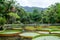 Large lily pads on lake in Rio de Janeiro`s botanical garden