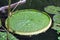 Large Lilypad