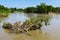 A large limb being forced down stream on the Colorado River