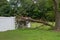 Large limb that fell off a tree destroying part of a white metal fence leaving a hole.