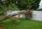 Large limb that fell off a tree destroying part of a white metal fence leaving a hole.