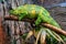 A large lime green with yellow spots lizard like a chameleon or iguana lies on a branch.