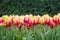 Large Line of Orange and red tulips