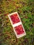 Large lingonberries in a wooden basket are located on top of green foliage. Fresh cranberry harvest top view