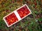 Large lingonberries in a wooden basket are located on top of green foliage. Fresh cranberry harvest top view