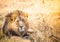 Large lion in Botswana savannah