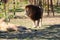 Large lion with a magnificent mane stands near lioness