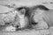 Large lion male drinking water from a small pool in the Kalahari