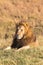 A large lion resting in the savannah. Masai Mara, Africa