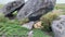 A large lion sleeps in the stones under a large boulder on green grass. Far shot. Serengeti National Park. Safari in Tanzania, Afr