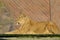 Large lion in sphinx pose