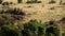 A large lioness stalking herd of African buffalos.