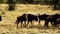 A large lioness stalking herd of African buffalos.