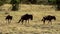 A large lioness stalking herd of African buffalos.