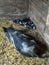 A large Litter of Black and white Piglets and the Mother Pig Resting