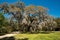A large live oak covered in Spanish moss with a clear blue sky in the background.