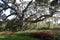 Large live oak in South Carolina public garden