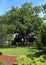 Large live oak tree in a park