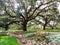 Large live oak trees spreading branches over garden