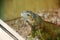 Large lizard close-up. Lacertilia