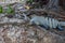 Large Lizard Eating Fruit, Yucatan