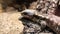 Large lizard lying on a rock.