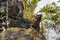 A large lizard sitting on a rock cliff