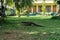 A large lizard walks in the garden in the summer and heads towards the house.