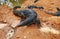 Large lizards (Varanus salvator) near reservoir, top view