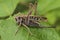 A large locust is sitting on a leaf