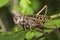 A large locust is sitting on a leaf