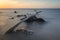 A large log with beautiful sunrise or sunset on Bama Beach, Baluran. Baluran National Park is a forest preservation area that