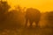 A large, lone, African elephant loxodonta africana in the African bush at sunset. Kruger