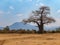 Large lone baobab tree in lower zambezi national park zambia