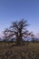 Large lone baobab tree after sunset on Kukonje Island