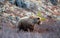 Large Lone Grizzly Bear in the mountain above the Savage River in Denali National Park in Alaska USA