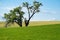 Large lone tree in a farm field in the Palouse region of Eastern Washington State in summer