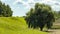 A large lone tree in a field