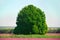 Large lonely green tree in the field