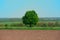 Large lonely green tree in the field